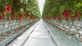 Агротекстиль Agrojutex белый 100г/м2 - 3.30x100м Агротекстиль Agrojutex белый 100г/м2 - 3.30x100м
